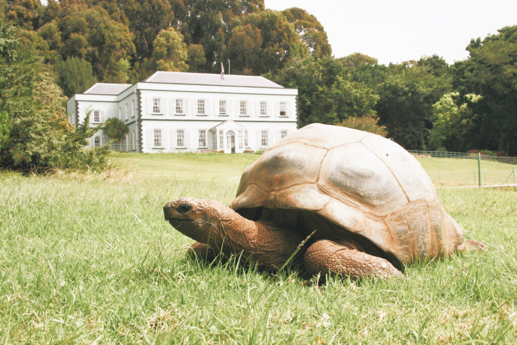 190 vjeç, kjo është breshka më e vjetër në botë