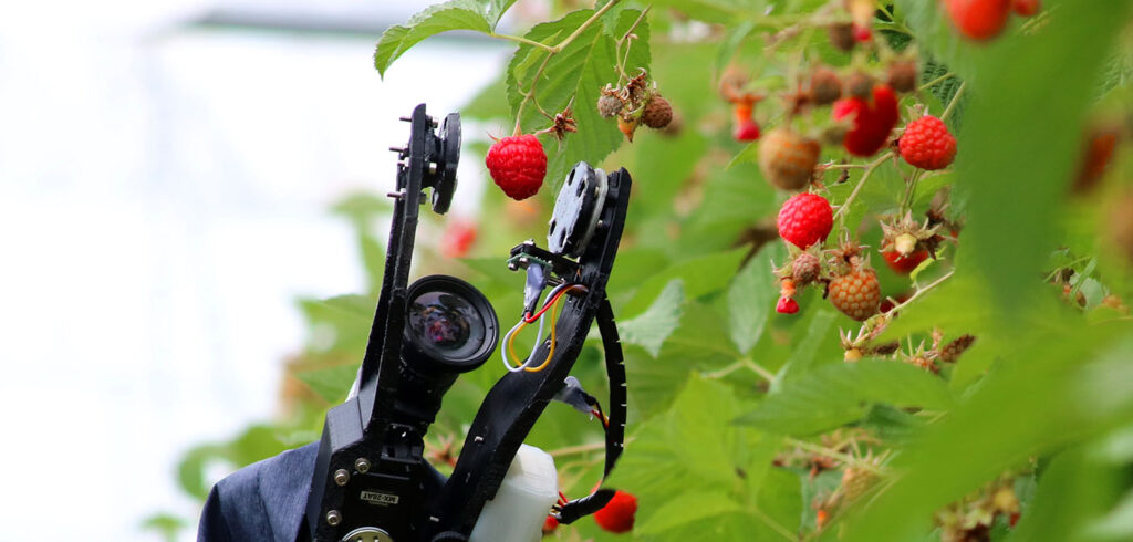 Robotë që mbledhin 25.000 mjedra në ditë. Ambicia e kompanisë “Fieldwork”