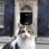 Kryeministrat britanikë vijnë e ikin, por jo Larry! Macja e Downing Street që u ka mbijetuar trazirave
